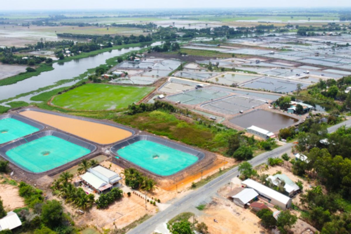 Là vựa lúa lớn nhất cả nước, vùng Đồng Tháp Mười (chủ yếu trên địa bàn tỉnh Long An, một phần ở Đồng Tháp, Tiền Giang) được quy hoạch là vùng chuyên canh sản xuất cây lúa.